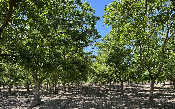 Pictures of Land property located at E Annadale Ave, Sanger, CA 93657 for sales - image #1