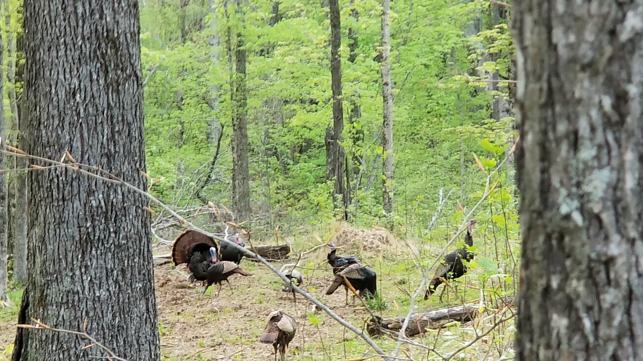 3300 Benton Ridge Rd, Palmyra, TN 37142