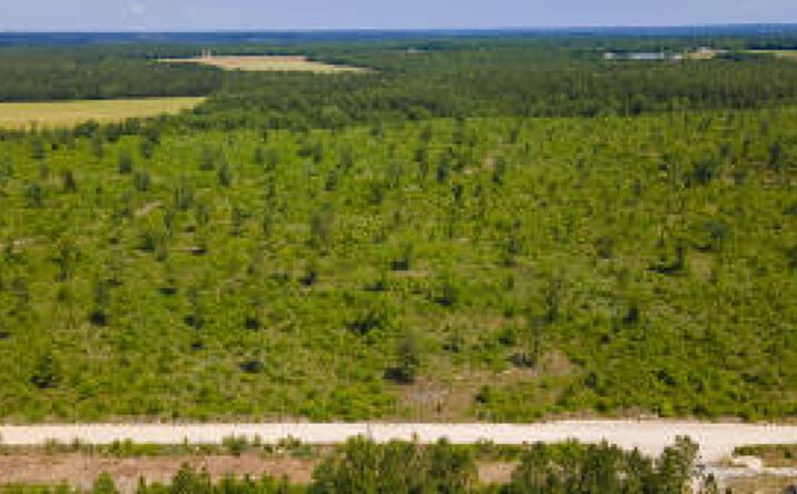 Pictures of Land property located at Lot C Old Shoals Road, Monetta, SC 29105 for sales - image #1