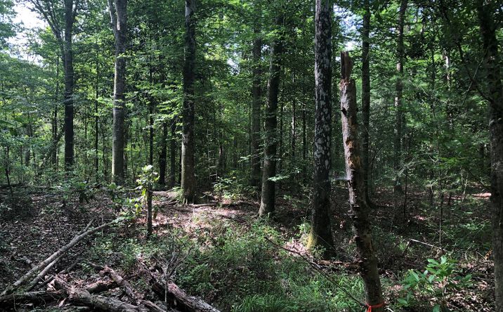 Pictures of Land property located at 0 S Hwy 13, Columbia, MS 39429 for sales - image #1