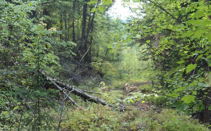 Pictures of Land property located at NHN Patrick Creek Road, Kalispell, MT 59901 for sales - image #1