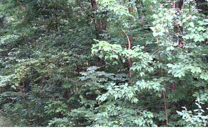 Pictures of Land property located at 0 E Minnesota Avenue, Columbus, OH 43211 for sales - image #1