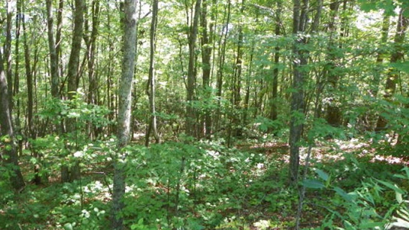 Hayters Gap Rd, Abingdon, VA 24210