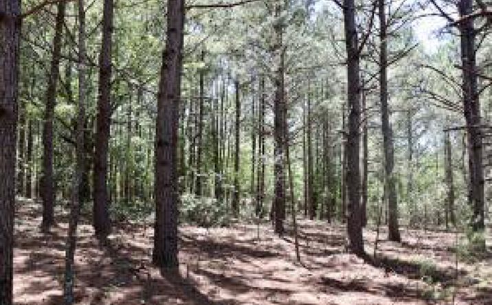 Pictures of Land property located at 229 Bird Dog Road, Swansea, SC 29160 for sales - image #1