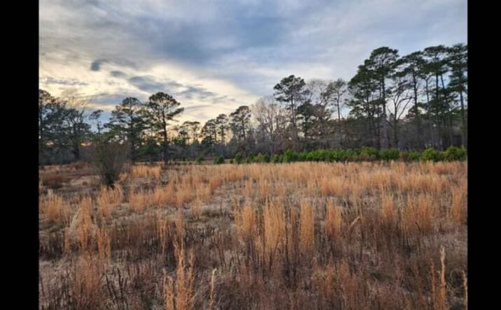 Pictures of Land property located at NC-41, Wallace, NC 28466 for sales - image #1