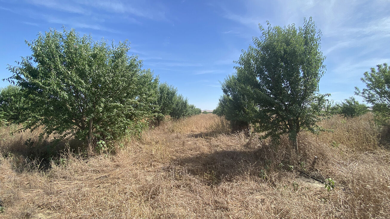 Omaha Avenue, Avenal, CA 93204