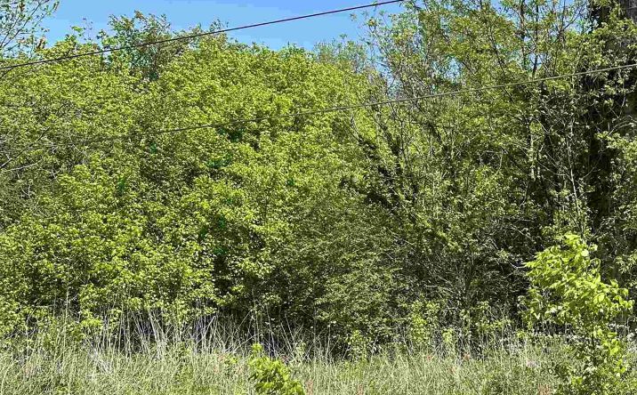 Pictures of Land property located at 1.05 Highway 231, Laceys Spring, AL 35754 for sales - image #1