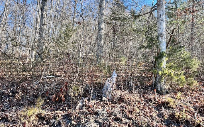 Pictures of Land property located at Tract 7 Bundren Mountain Road, Tazewell, TN 37879 for sales - image #1