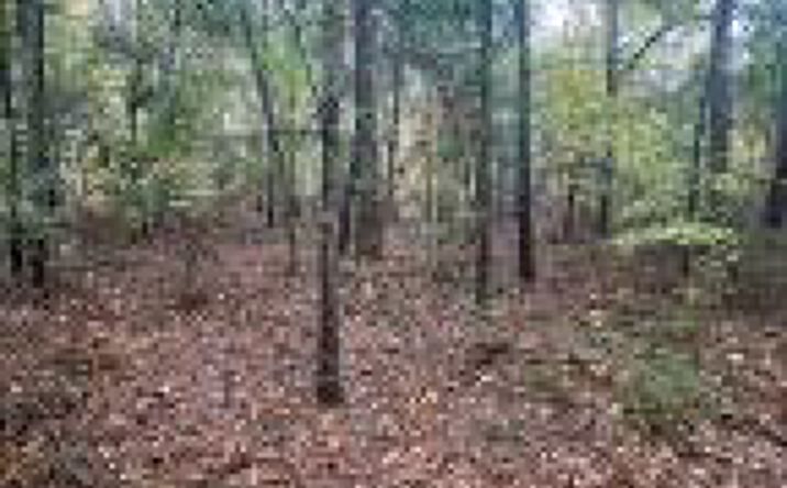 Pictures of Land property located at Lot D1 Honeysuckle Trail, Salley, SC 29137 for sales - image #1
