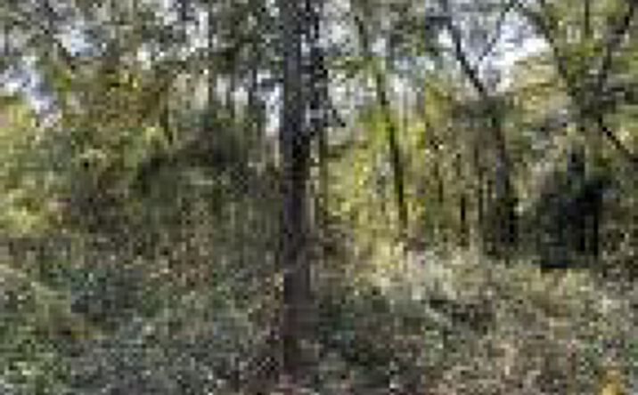 Pictures of Land property located at 00 Divine Drive, Beech Island, SC 29842 for sales - image #1