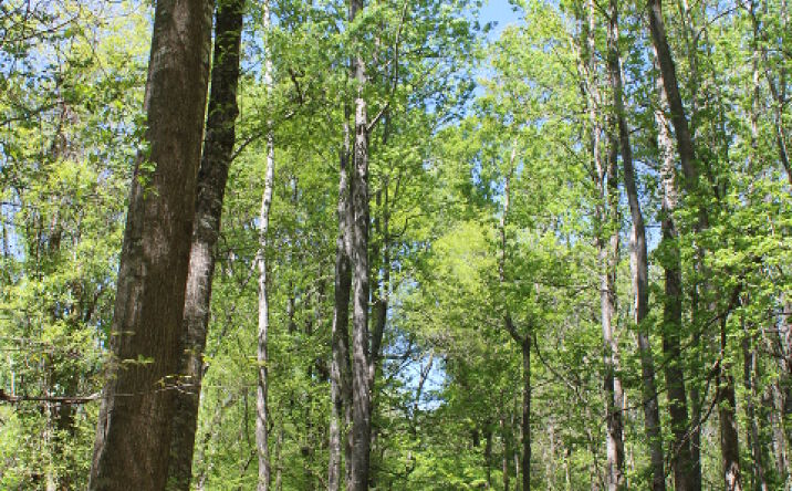 Pictures of Land property located at Old Lock One Rd, Coffeeville, AL 36545 for sales - image #1