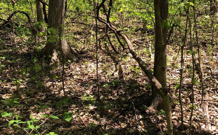 Pictures of Land property located at 003 Pleasant Drive, Austin, KY 42123 for sales - image #1