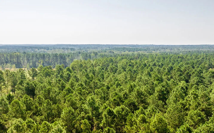 Pictures of Land property located at Rolling Hills, Bloomburg, TX 75556 for sales - image #1