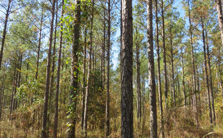 Pictures of Land property located at Thames West Tract, Cuthbert, GA 39840 for sales - image #1