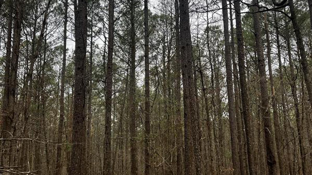 Delta Dream Tract 8, Arnoldsville, GA 30619