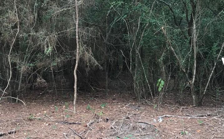 Pictures of Land property located at 00 TRACT # 7 Burgetown Rd, Carriere, MS 39426 for sales - image #1