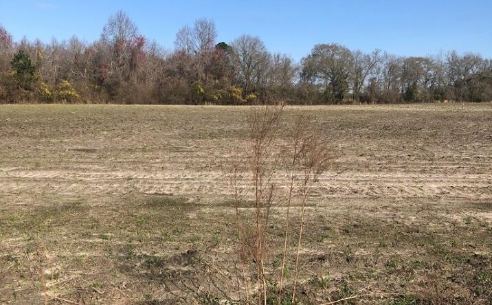 Pictures of Land property located at 0 Sinkhole Rd, Register, GA 30452 for sales - image #1