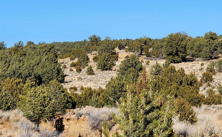 Pictures of Land property located at Ponderosa Ranches Trail Road, Pie Town, NM 87827 for sales - image #1