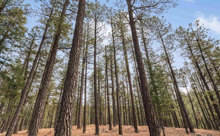 Pictures of Land property located at Calle del Palo Pendaries Village Club Subdivision 3 Street, Rociada, NM 87742 for sales - image #1