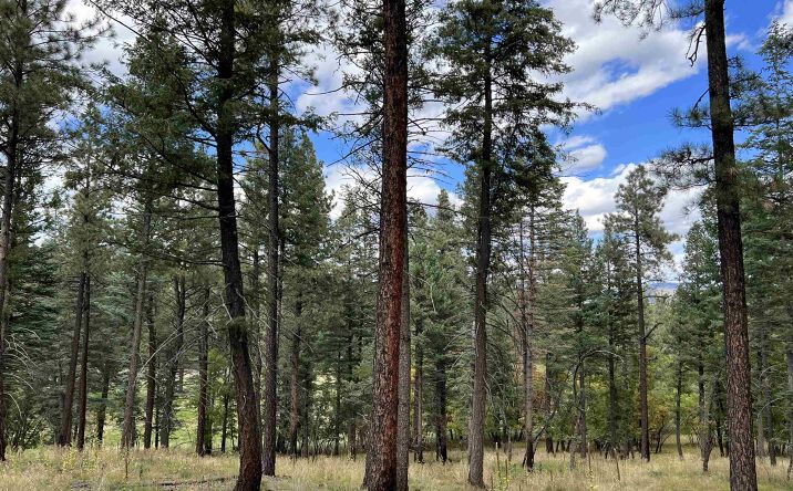 Pictures of Land property located at 90 Camino Facil Road, Rociada, NM 87742 for sales - image #1