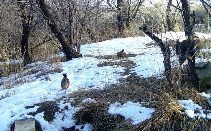 Pictures of Land property located at 280 Road 20, Cody, WY 82414 for sales - image #1