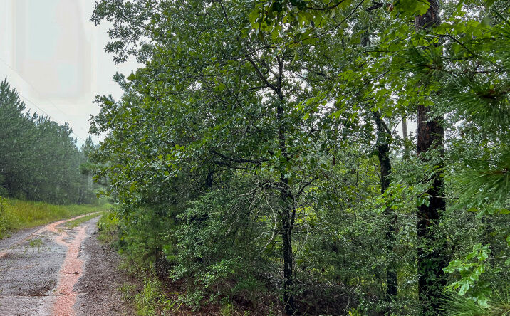 Pictures of Land property located at 01 Off County Road 2064, Wheeler Springs, TX 75835 for sales - image #1