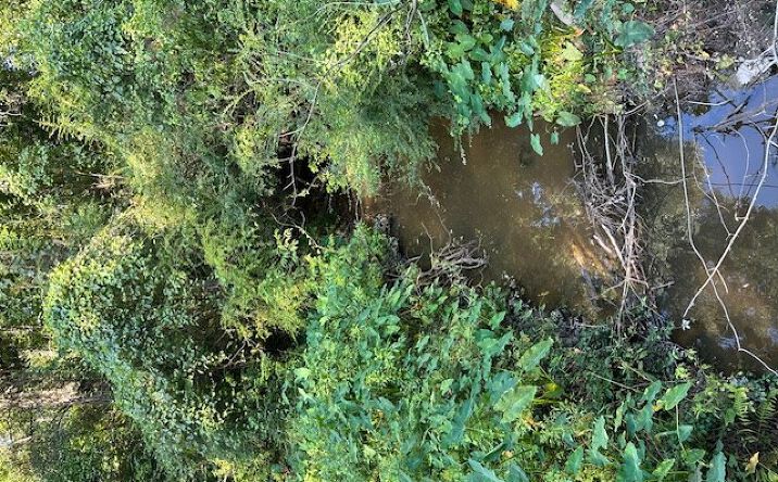 Pictures of Land, Multifamily, Special Purpose property located at 0 Hilt Fornea Rd, Poplarville, MS 39470 for sales - image #1