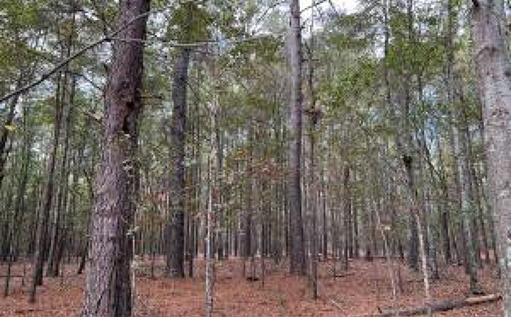 Pictures of Land property located at 7 White Pond Road, Williston, SC 29853 for sales - image #1