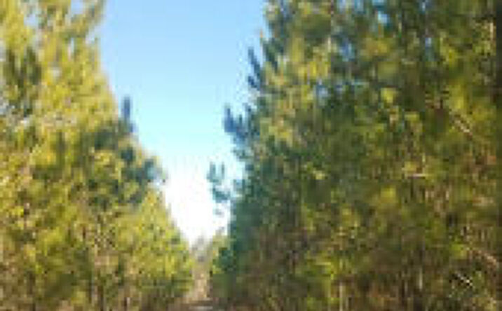 Pictures of Land property located at 0 Jaywood Road, Williston, SC 29853 for sales - image #1