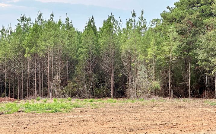 Pictures of Land property located at 79 Bates Ave, Purvis, MS 39475 for sales - image #1