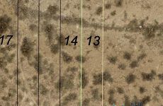 19629398