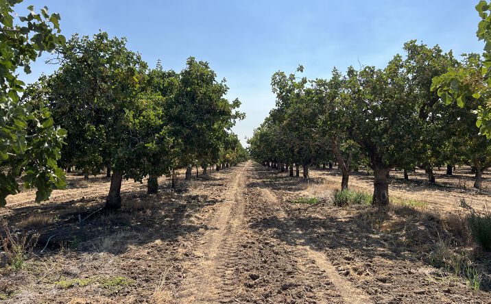 Pictures of Land property located at 28220 Ave 20 1/2, Madera, CA 93638 for sales - image #1