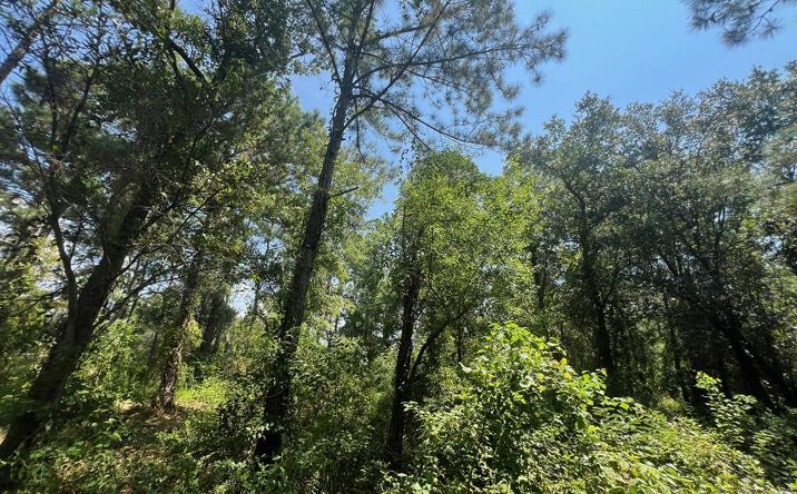 Pictures of Land property located at 522 Prentiss, Pass Christian, MS 39571 for sales - image #1