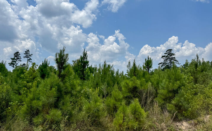 Pictures of Land property located at Poison Springs 2, Camden, AR 71701 for sales - image #1