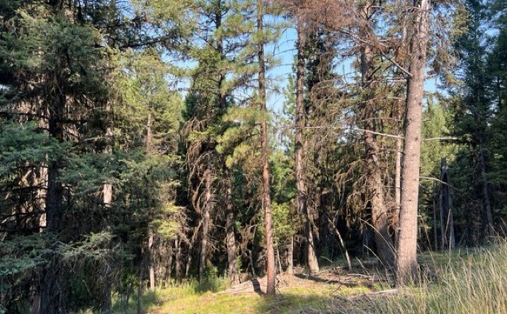 Pictures of Land property located at 433 Stage Coach Drive, Seeley Lake, MT 59868 for sales - image #1