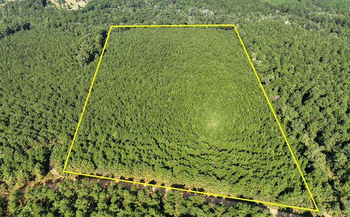 Pictures of Land property located at Shady Grove Rd, Woodville, TX 75979 for sales - image #1