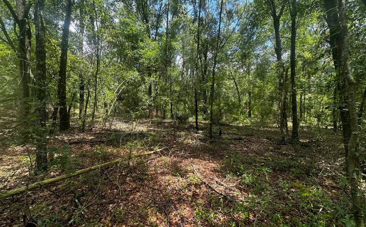Pictures of Land property located at NE Champion Loop, Lee, FL 32059 for sales - image #1