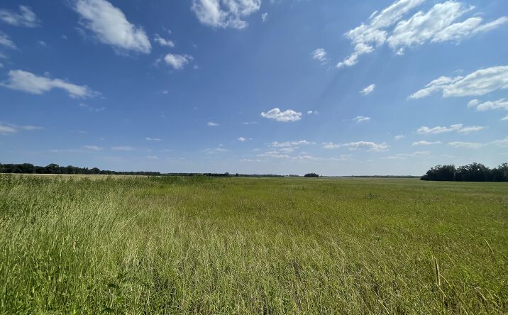 Pictures of Land property located at 17192 Co Rd 21, Marion Junction, AL 36759 for sales - image #1