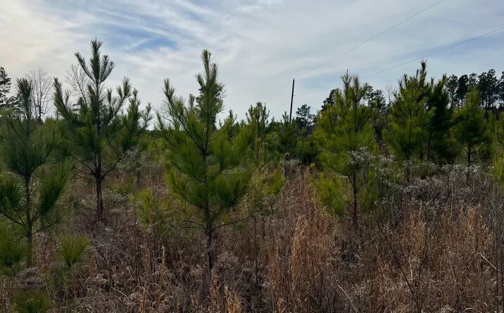Pictures of Land property located at Highway 79 South, Pine Bluff, AR 71603 for sales - image #1