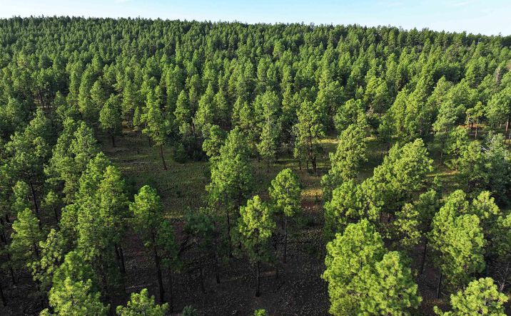 Pictures of Land property located at 000 Forest Road 157, Bluewater, NM 87005 for sales - image #1