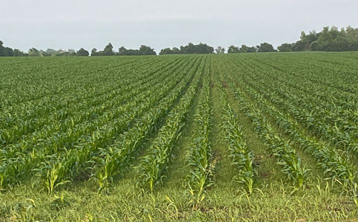 Pictures of Land property located at 5357 FM973, Taylor, TX 76574 for sales - image #1