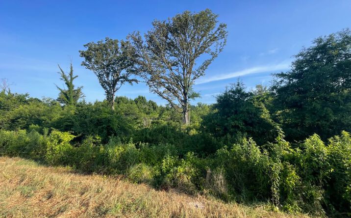 Pictures of Land property located at County Rd. 11, Star City, AR 71667 for sales - image #1