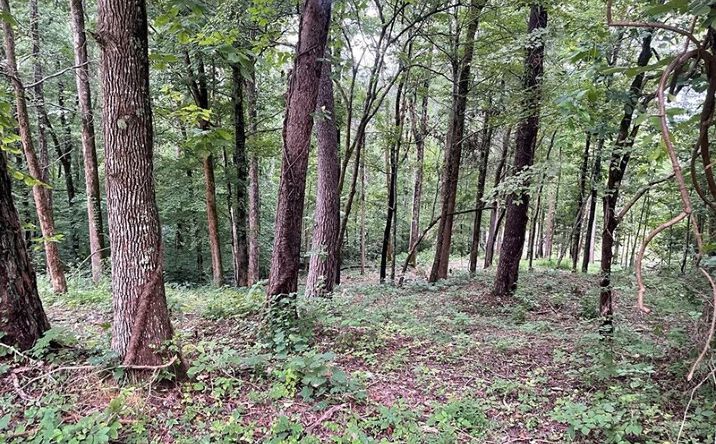 Pictures of Land property located at Lots 15&23 Spring Creek Taxiway, Highway, KY 42602 for sales - image #1