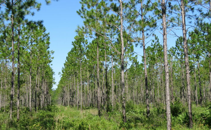 Pictures of Land property located at Hoover Road, Palatka, FL 32177 for sales - image #1