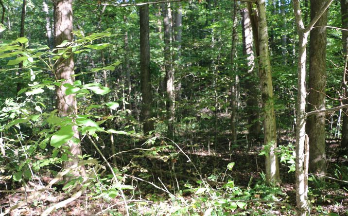 Pictures of Land property located at 166 Hermitage Cir, Bumpus Mills, TN 37028 for sales - image #1
