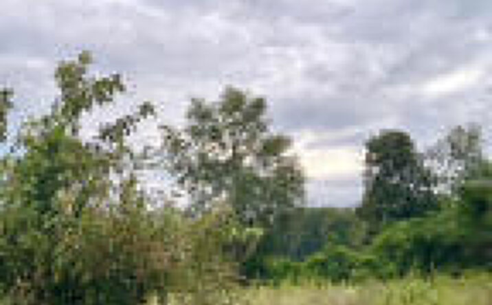 Pictures of Land property located at 0 Peachtree Extension, Gilbert, SC 29054 for sales - image #1