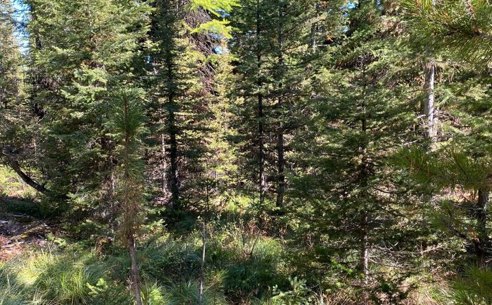 Pictures of Land property located at NHN Mill Creek Road, Frenchtown, MT 59834 for sales - image #1