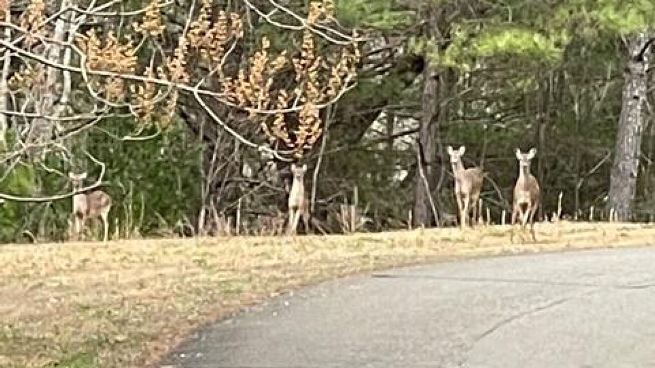 LT 54 Honeysuckle Way, Ellijay, GA 30540