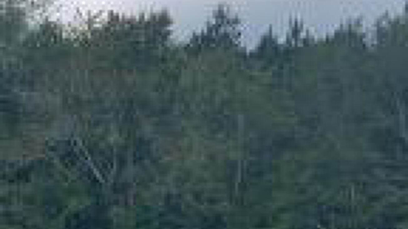 Tbd Highway 3, Blackville, SC 29817