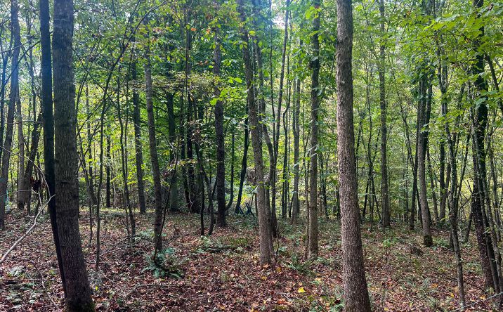 Pictures of Land property located at Tract 3 Mt Carmel Road, Vinton, OH 45686 for sales - image #1